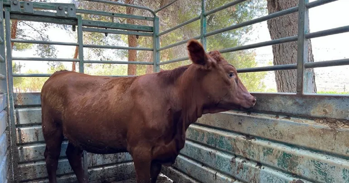 ولادة بقرة حمراء في الجليل .. هل يسرع في إنقضاض اليهود المتطرفين على الأقصى ؟